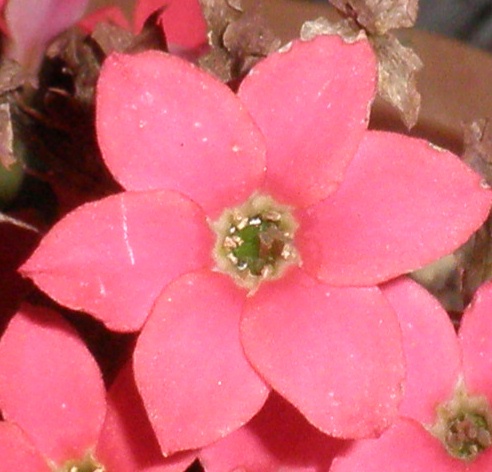 カランコエの花びらの数 植物と仲良し