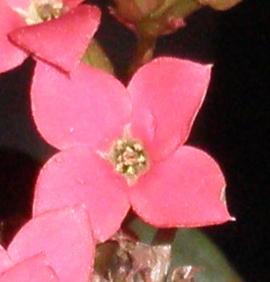 カランコエの花びらの数 植物と仲良し