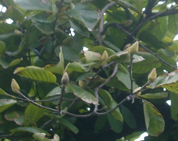 こぶしのつぼみが 植物と仲良し