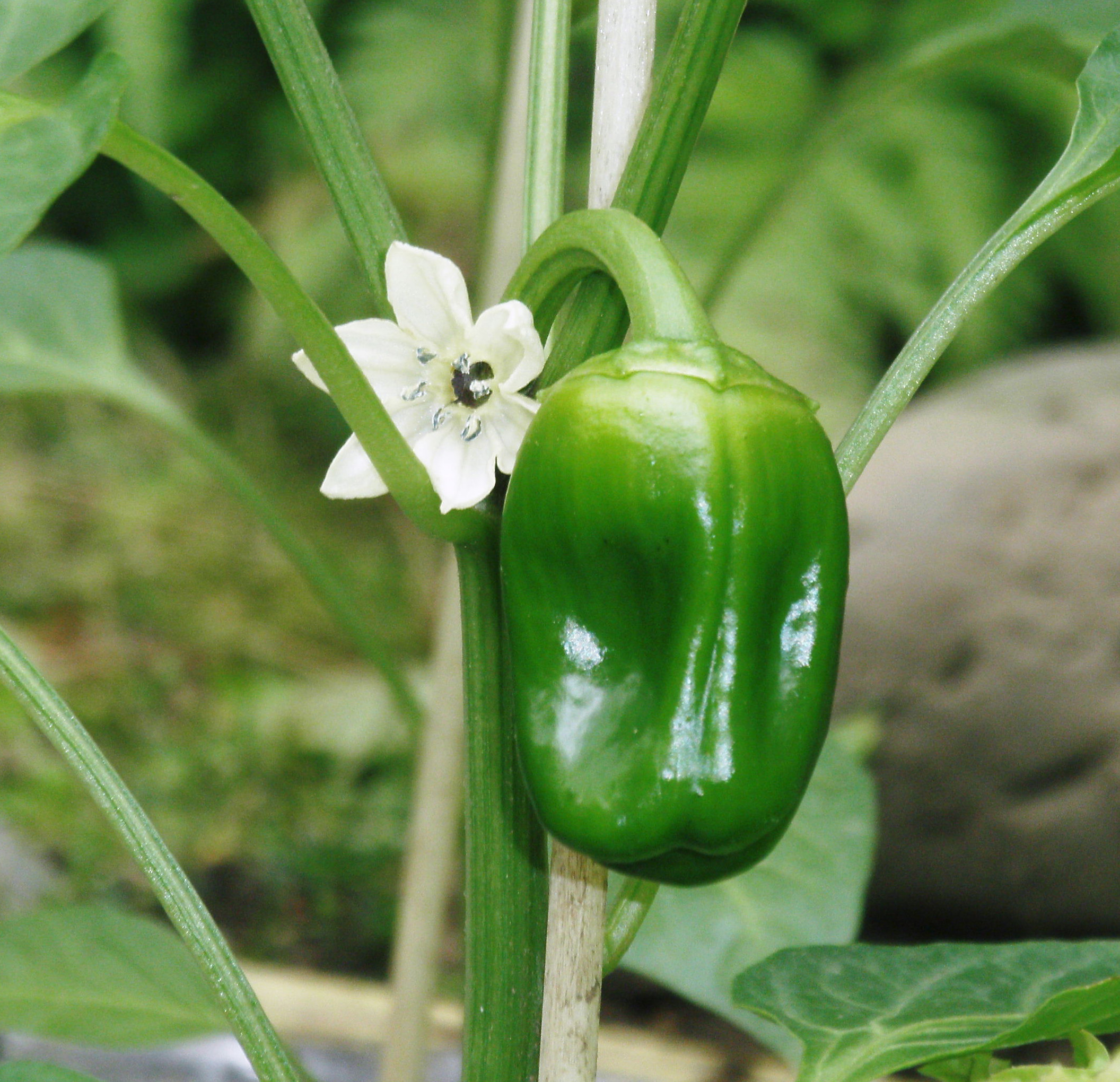 花 摘むの 植物と仲良し