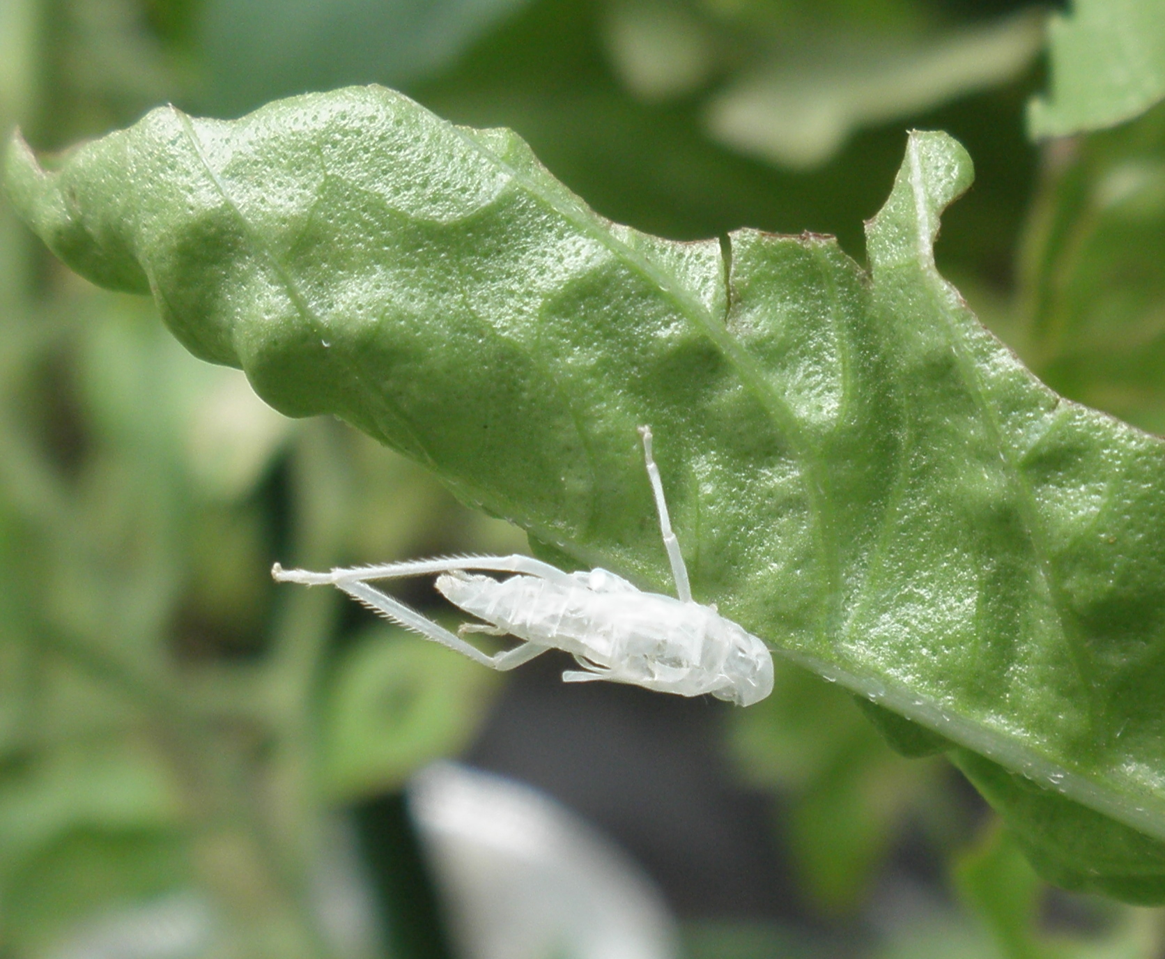 バッタの脱皮 植物と仲良し